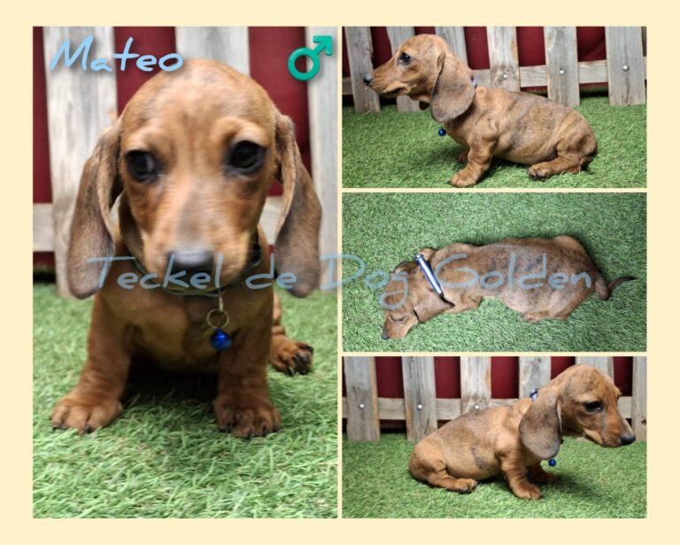 MATEO